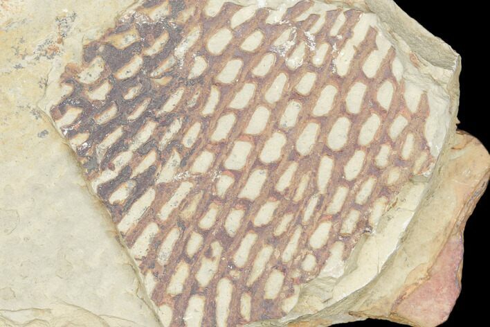 Ordovician Graptolite (Araneograptus) Plate - Morocco #126402